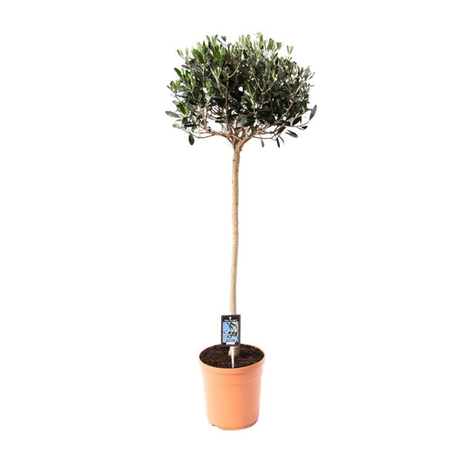 Olea Europaea – Olijfboom op Stam – Ø19 cm – 80 cm - Bivakshop