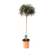 Olea Europaea – Olijfboom op Stam – Ø19 cm – 80 cm - Bivakshop
