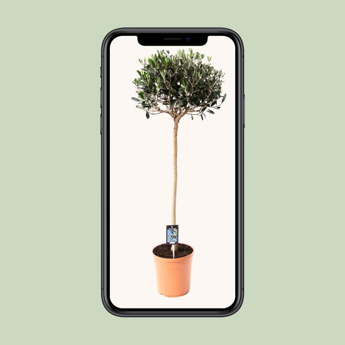 Olea Europaea – Olijfboom op Stam – Ø19 cm – 80 cm - Bivakshop