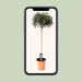 Olea Europaea – Olijfboom op Stam – Ø19 cm – 80 cm - Bivakshop