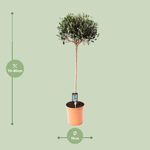 Olea Europaea – Olijfboom op Stam – Ø19 cm – 80 cm - Bivakshop