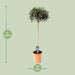 Olea Europaea – Olijfboom op Stam – Ø19 cm – 80 cm - Bivakshop