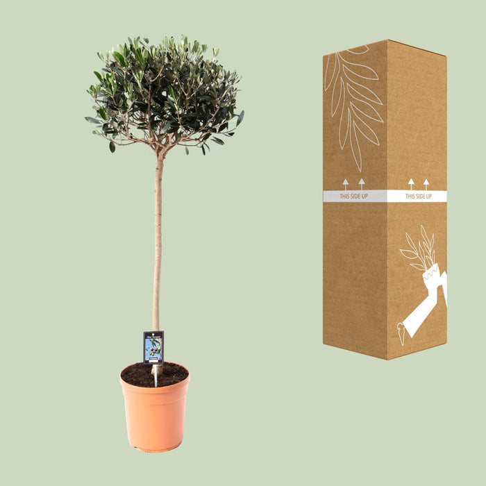 Olea Europaea – Olijfboom op Stam – Ø19 cm – 80 cm - Bivakshop