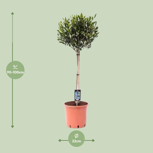 Olijfboom op Stam – Olea Europaea – Ø22 cm – ↕100 cm - Bivakshop