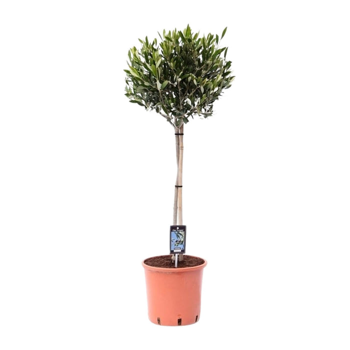 Olijfboom op Stam – Olea Europaea – Ø22 cm – ↕100 cm - Bivakshop