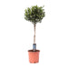 Olijfboom op Stam – Olea Europaea – Ø22 cm – ↕100 cm - Bivakshop