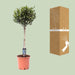 Olijfboom op Stam – Olea Europaea – Ø22 cm – ↕100 cm - Bivakshop