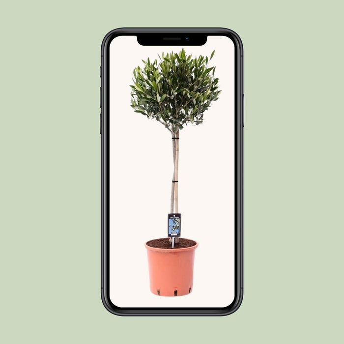 Olijfboom op Stam – Olea Europaea – Ø22 cm – ↕100 cm - Bivakshop