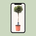 Olijfboom op Stam – Olea Europaea – Ø22 cm – ↕100 cm - Bivakshop