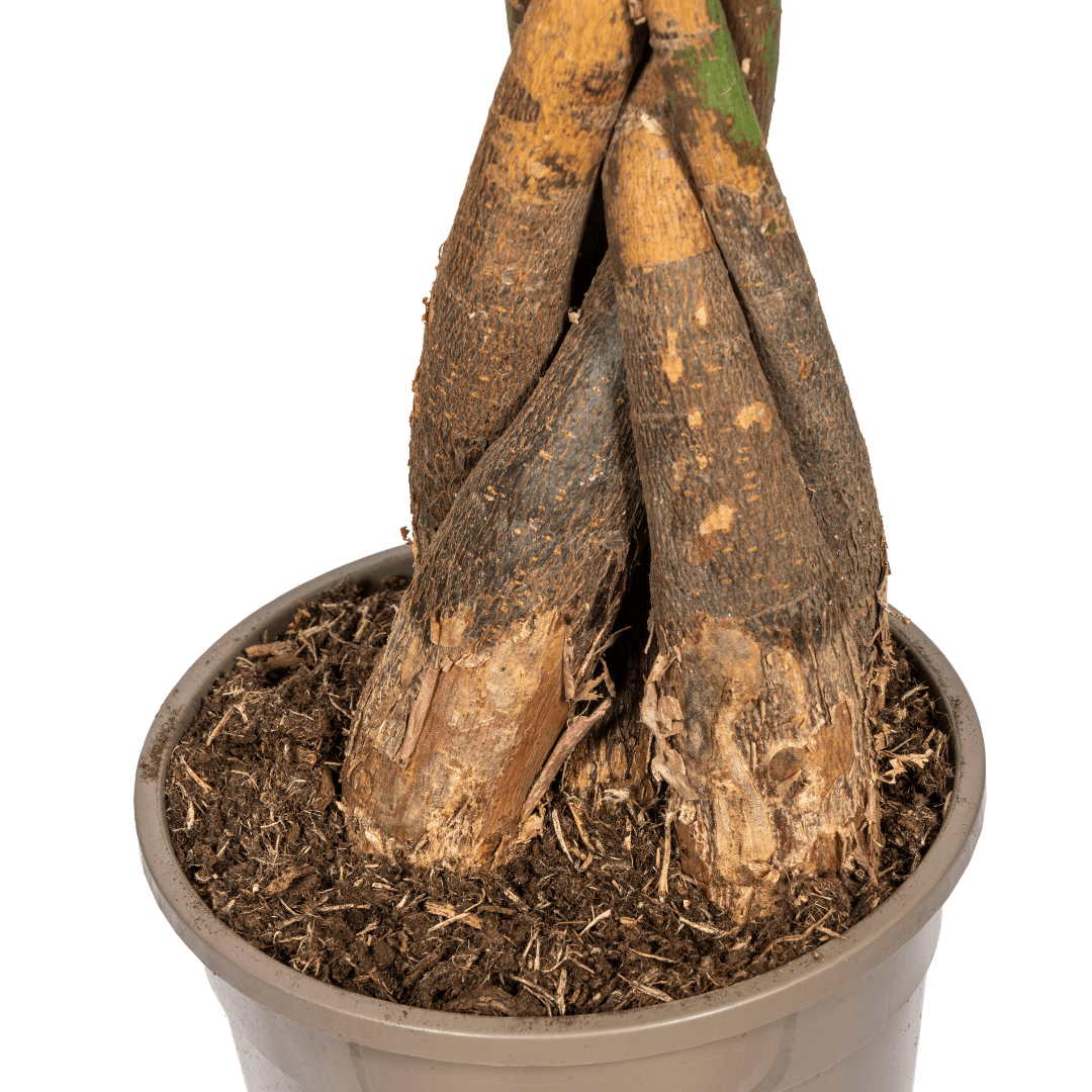 Pachira Aquatica Ø24Cm - ↕120 - 140Cm - Bivakshop