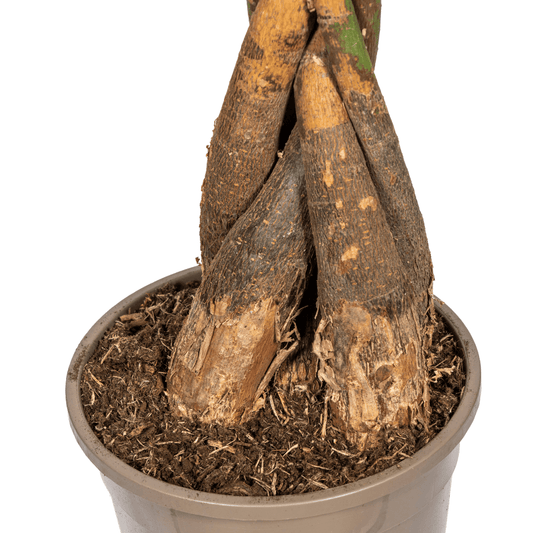 Pachira Aquatica Ø24Cm - ↕120 - 140Cm - Bivakshop
