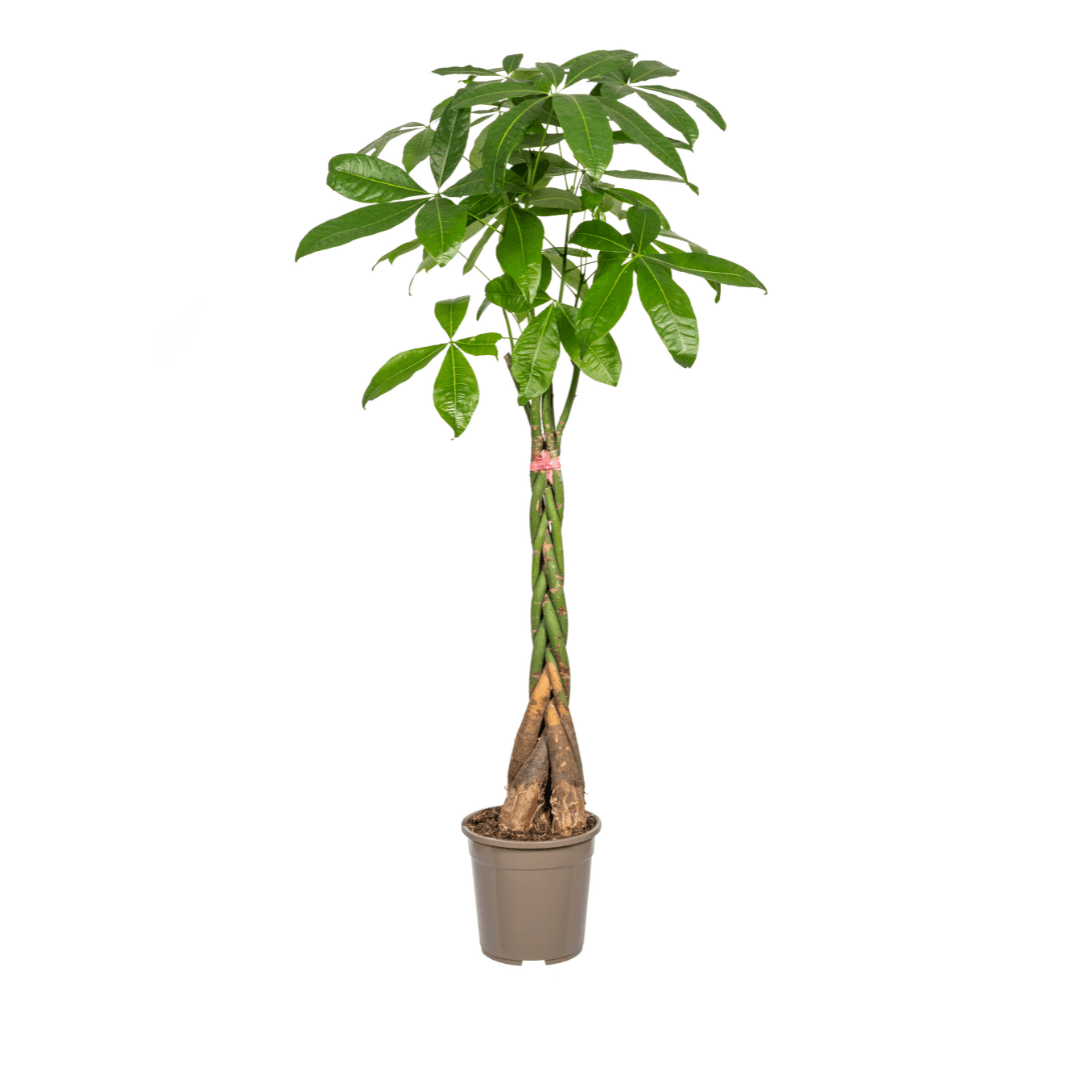 Pachira Aquatica Ø24Cm - ↕120 - 140Cm - Bivakshop