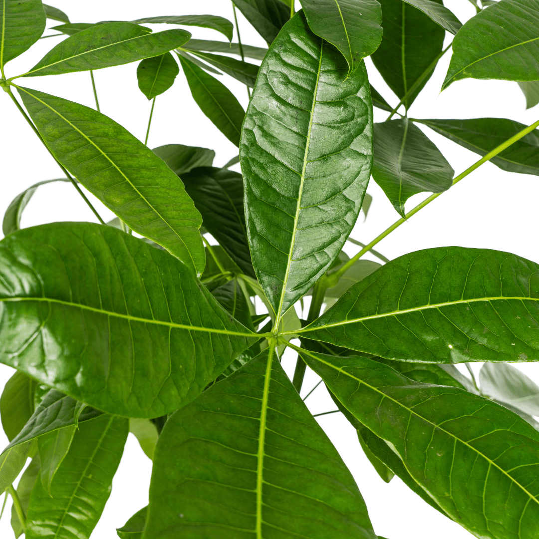 Pachira Aquatica Ø24Cm - ↕120 - 140Cm - Bivakshop