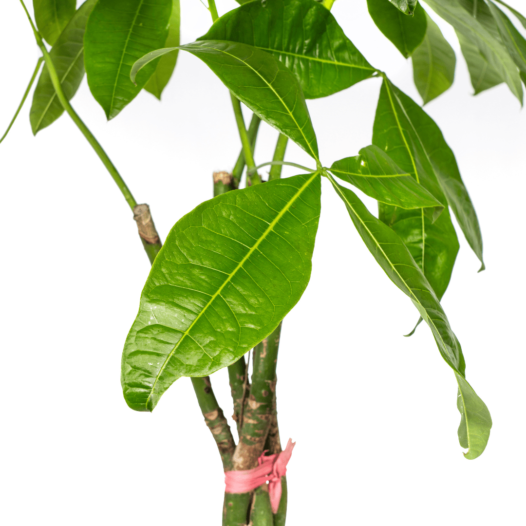 Pachira Aquatica Ø24Cm - ↕120 - 140Cm - Bivakshop