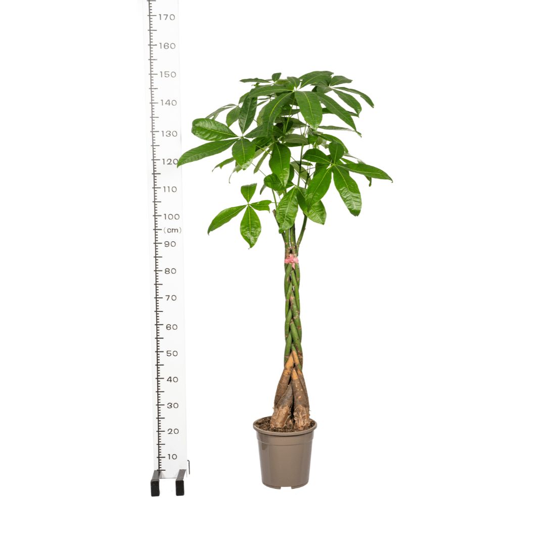 Pachira Aquatica Ø24Cm - ↕120 - 140Cm - Bivakshop