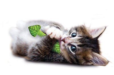 Petstages - Fresh Breath Mint Stick - Kauwspeeltje Kat - 11,5 cm - Bivakshop