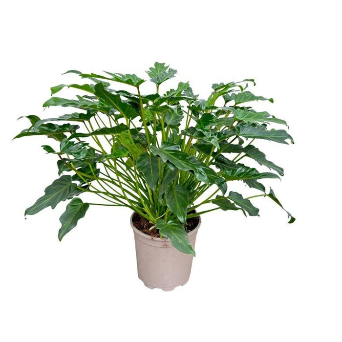 Philodendron Xanadu – Decoratieve Kamerplant – 60 cm – Vol & Luchtzuiverend - Bivakshop