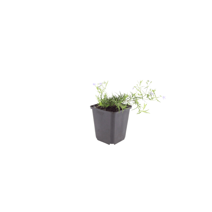 Phlox - 12X Phlox (S) 'Emerald Cushion Blue' - ↕10 - 25cm - Ø9cm - Bivakshop