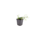 Phlox - 12X Phlox (S) 'Emerald Cushion Blue' - ↕10 - 25cm - Ø9cm - Bivakshop