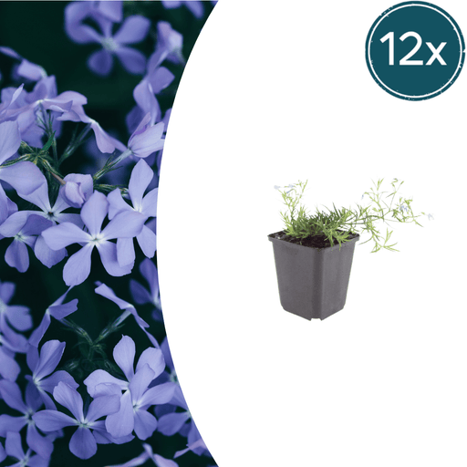 Phlox - 12X Phlox (S) 'Emerald Cushion Blue' - ↕10 - 25cm - Ø9cm - Bivakshop