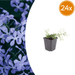Phlox - 24X Phlox (S) 'Emerald Cushion Blue' - ↕10 - 25cm - Ø9cm - Bivakshop