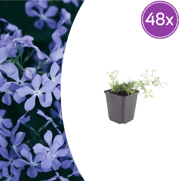 Phlox - 48X Phlox (S) 'Emerald Cushion Blue' - ↕10 - 25cm - Ø9cm - Bivakshop