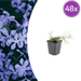 Phlox - 48X Phlox (S) 'Emerald Cushion Blue' - ↕10 - 25cm - Ø9cm - Bivakshop