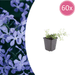 Phlox - 60X Phlox (S) 'Emerald Cushion Blue' - ↕10 - 25cm - Ø9cm - Bivakshop
