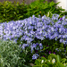 Phlox - 60X Phlox (S) 'Emerald Cushion Blue' - ↕10 - 25cm - Ø9cm - Bivakshop