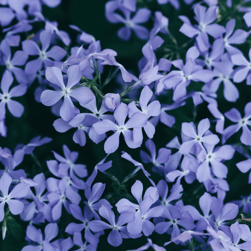 Phlox - 60X Phlox (S) 'Emerald Cushion Blue' - ↕10 - 25cm - Ø9cm - Bivakshop