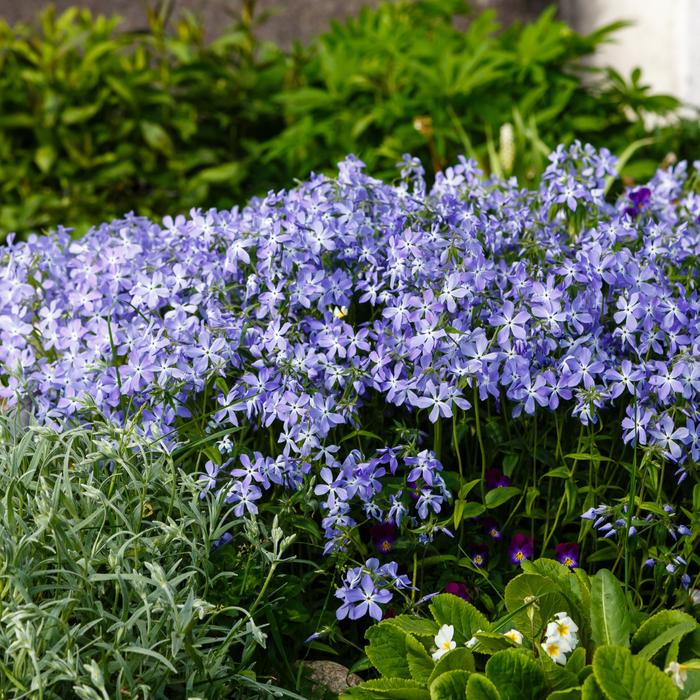 Phlox - 6X Phlox (S) 'Emerald Cushion Blue' - ↕10 - 25cm - Ø9cm - Bivakshop