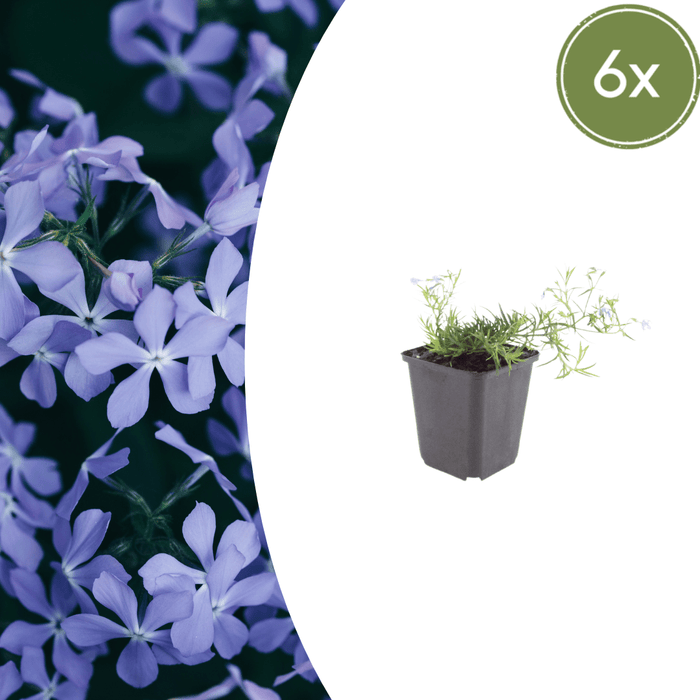 Phlox - 6X Phlox (S) 'Emerald Cushion Blue' - ↕10 - 25cm - Ø9cm - Bivakshop