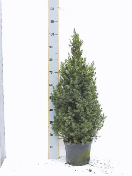 Picea Glauca Conica - Ø24Cm - ↕100/110Cm - Bivakshop