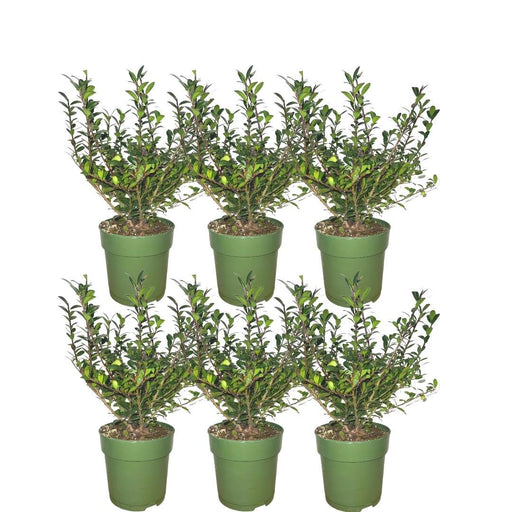Plants By Frank – hulsthaag Ilex crenata ‘Jenny’ – groenblijvend – winterhard - Bivakshop