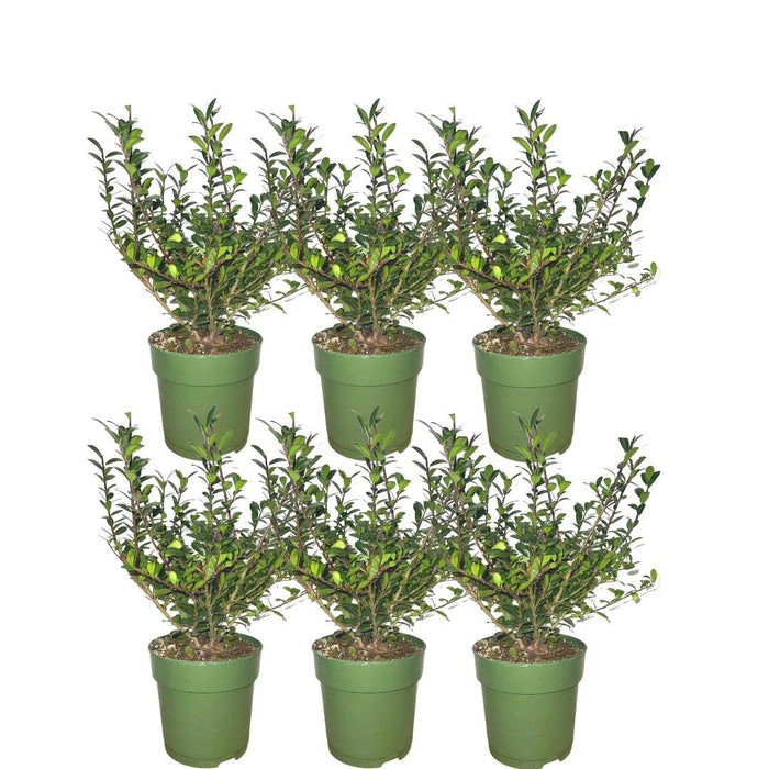 Plants By Frank – hulsthaag Ilex crenata ‘Jenny’ – groenblijvend – winterhard - Bivakshop