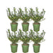 Plants By Frank – hulsthaag Ilex crenata ‘Jenny’ – groenblijvend – winterhard - Bivakshop