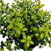 Plants By Frank – hulsthaag Ilex crenata ‘Jenny’ – groenblijvend – winterhard - Bivakshop