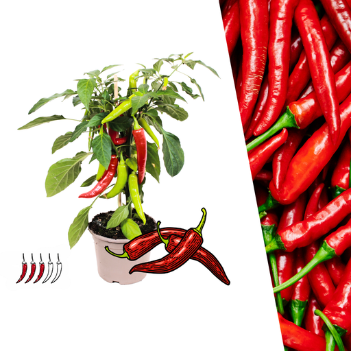 Plants by Frank – Rode Hete Peper Plant – Plukgroente – Ø14 cm – ↕45 cm - Bivakshop