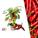 Plants by Frank – Rode Hete Peper Plant – Plukgroente – Ø14 cm – ↕45 cm - Bivakshop