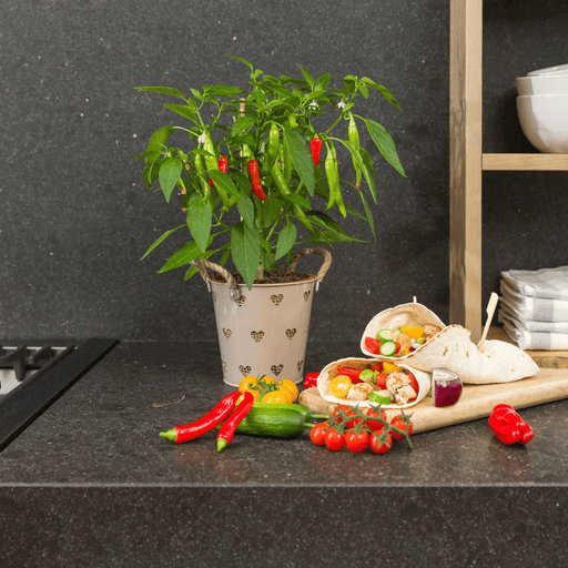 Plants by Frank – Rode Hete Peper Plant – Plukgroente – Ø14 cm – ↕45 cm - Bivakshop