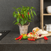Plants by Frank – Rode Hete Peper Plant – Plukgroente – Ø14 cm – ↕45 cm - Bivakshop