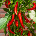 Plants by Frank – Rode Hete Peper Plant – Plukgroente – Ø14 cm – ↕45 cm - Bivakshop