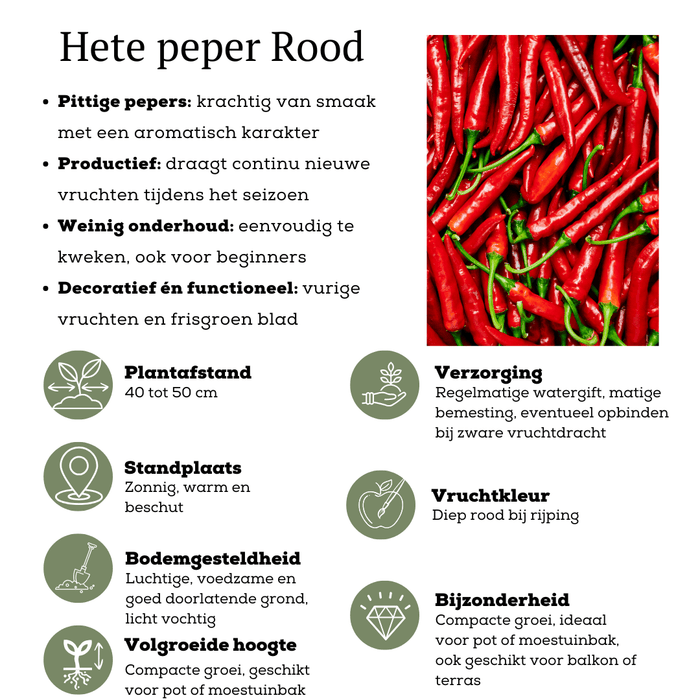Plants by Frank – Rode Hete Peper Plant – Plukgroente – Ø14 cm – ↕45 cm - Bivakshop