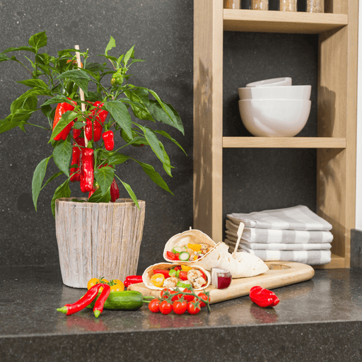 Plants by Frank – Rode Snack Paprika Plant – Plukgroente – Ø14 cm – ↕45 cm - Bivakshop