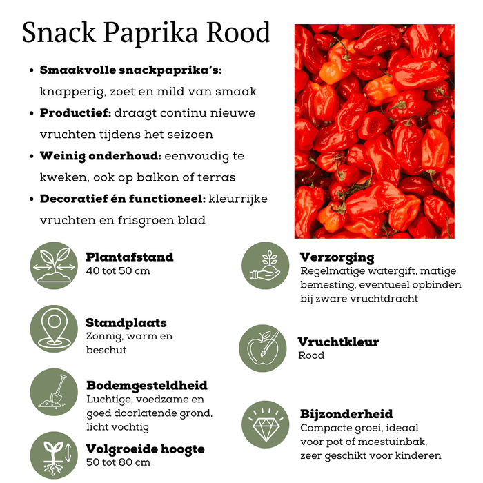 Plants by Frank – Rode Snack Paprika Plant – Plukgroente – Ø14 cm – ↕45 cm - Bivakshop