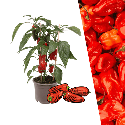 Plants by Frank – Rode Snack Paprika Plant – Plukgroente – Ø14 cm – ↕45 cm - Bivakshop