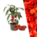 Plants by Frank – Rode Snack Paprika Plant – Plukgroente – Ø14 cm – ↕45 cm - Bivakshop