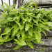 Polypodium - 12X Polypodium Vulgare - ↕10 - 25cm - Ø9cm - Bivakshop