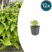 Polypodium - 12X Polypodium Vulgare - ↕10 - 25cm - Ø9cm - Bivakshop