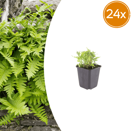 Polypodium - 24X Polypodium Vulgare - ↕10 - 25cm - Ø9cm - Bivakshop